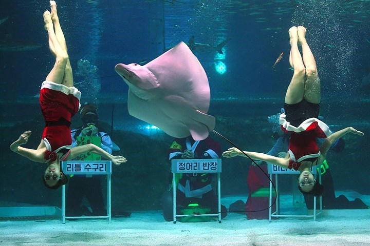 Các nữ thợ lặn Hàn Quốc trong trang phục ông già Noel biểu diễn bên các chú cá trong bể nước nhân dịp Giáng sinh tại Seoul. Dân số Hàn Quốc có tới một nửa theo Kitô giáo.