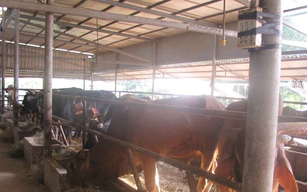 Xây dựng mô hình điểm chăn nuôi bò ứng dụng công nghệ cao trên địa bàn xã Mỹ Bình,  huyện Tân Trụ