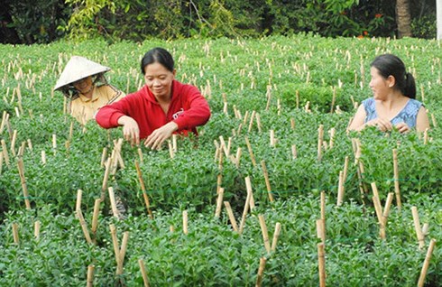 Làng hoa kiểng miền Tây lo vụ tết