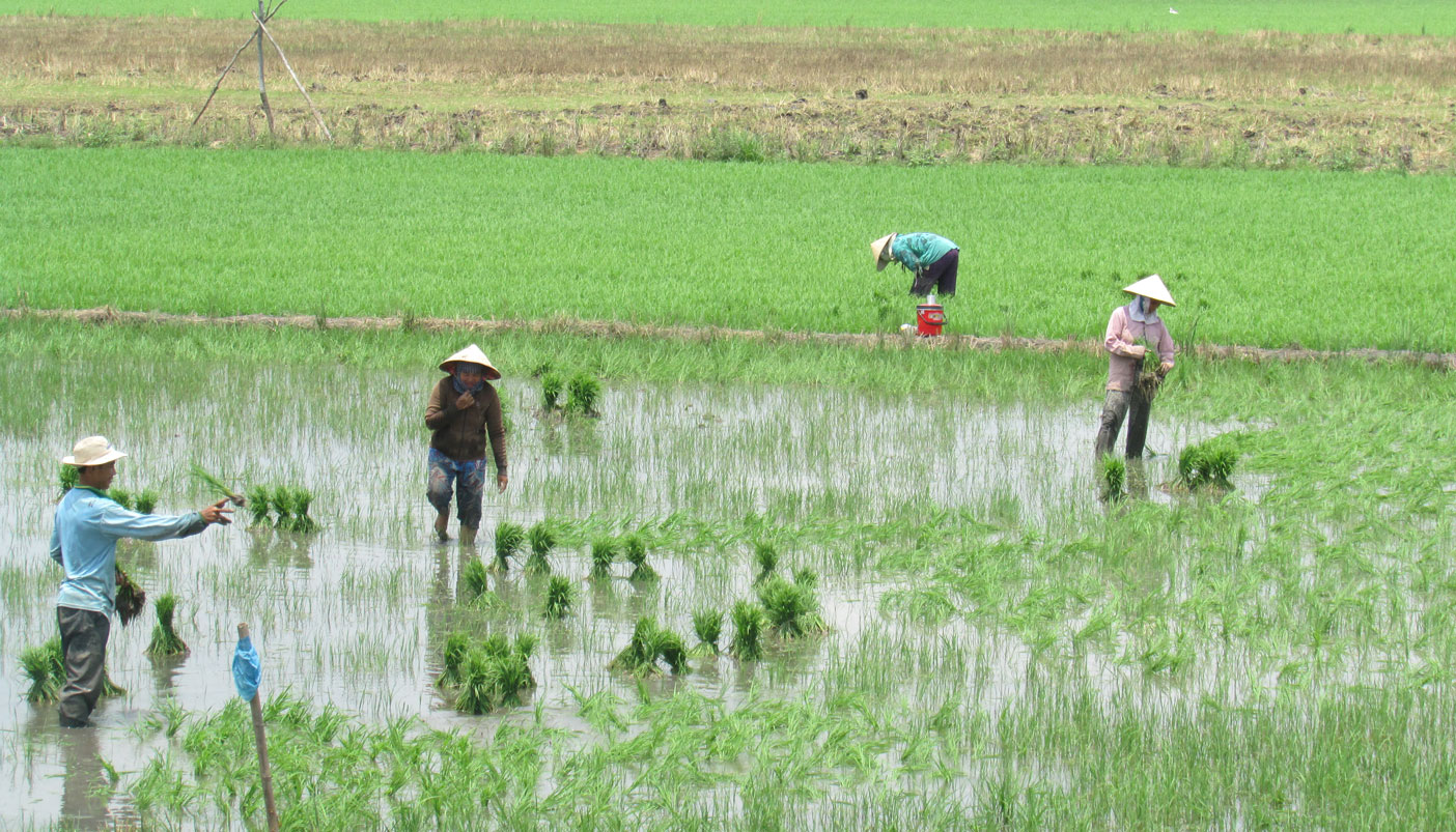 Nông dân chăm sóc lúa Đông Xuân