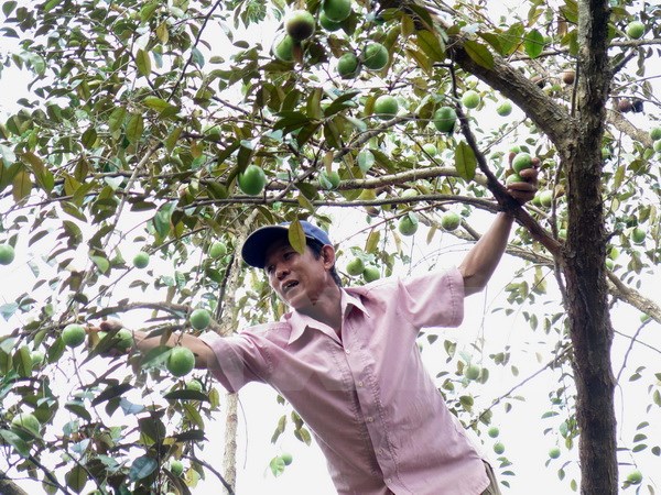 Tiền Giang: Cơ hội mới cho thương hiệu vú sữa Lò Rèn Vĩnh Kim Thu hoạch vú sữa tại xã Vĩnh Kim, huyện Châu Thành, tỉnh Tiền Giang. (Ảnh: Hồng Nhung/TTXVN)