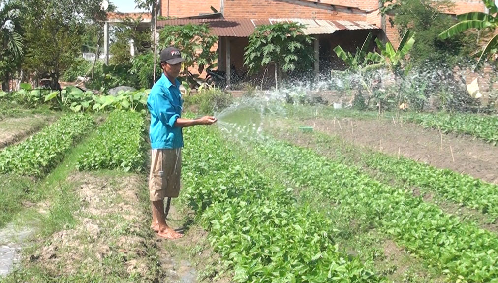 Nông dân chăm sóc rau phục vụ thị trường tết Nguyên đán