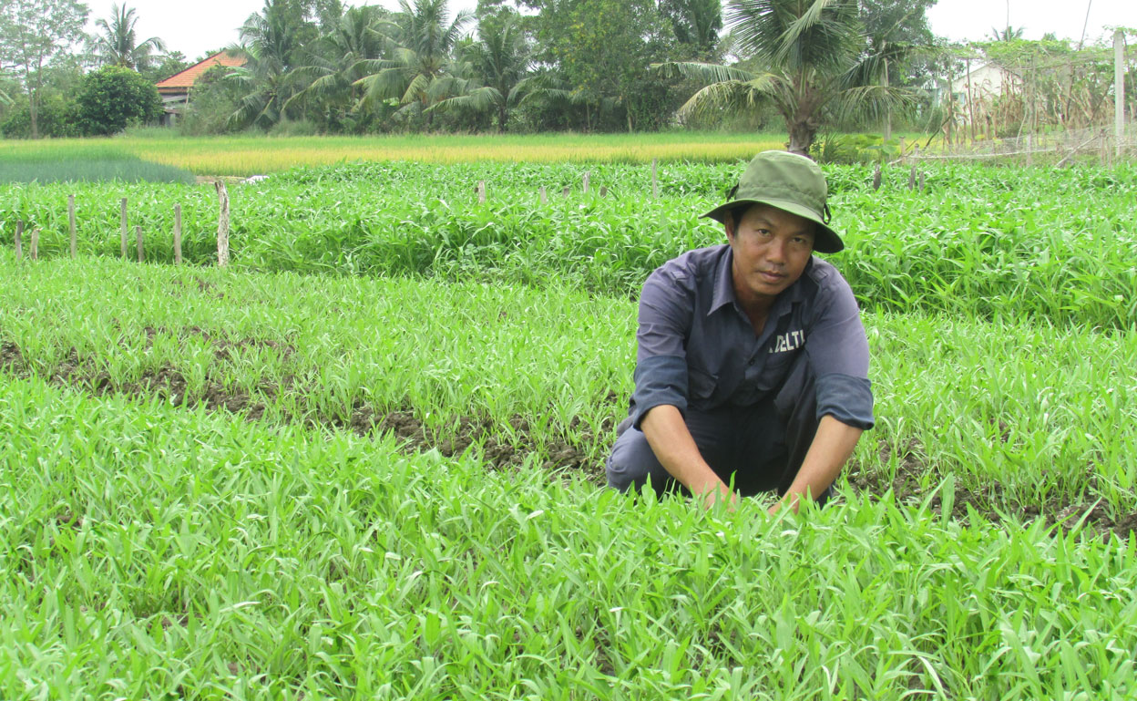 Nông dân trồng rau phục vụ thị trường tết Nguyên đán