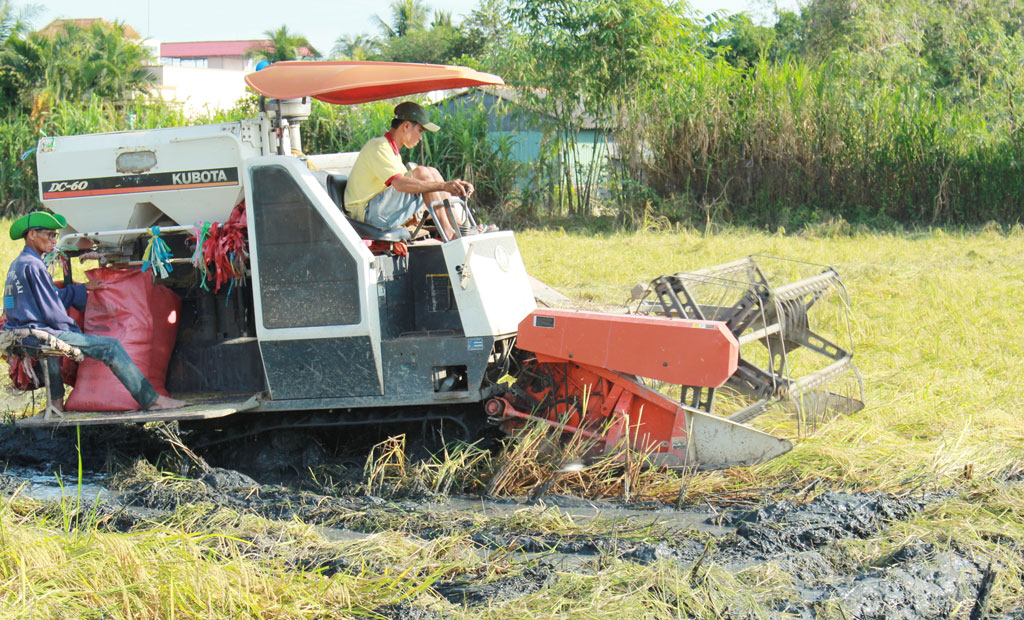 Thu hoạch lúa Nàng Thơm