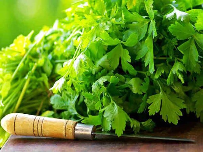 Một nghiên cứu gần đây được thực hiện tại Đại học Edinburg đã phát hiện ra rằng lá cây mùi tây có khả năng điều trị viêm dạ dày và giảm các triệu chứng của nó vĩnh viễn