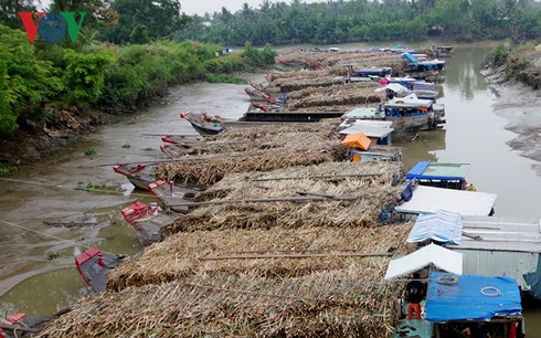 Mía thu hoạch muộn nên năng suất và trữ lượng đường giảm sút nhưng việc thu mua mía vẫn còn nhiều chậm trễ