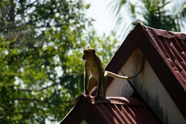 Một con khỉ đuôi dài "quan sát tình hình" trên nóc nhà người dân - Ảnh chụp màn hình BKP