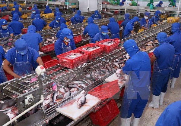 Khó khăn xuất khẩu cá tra ở các thị trường truyền thống Chế biến cá tra xuất khẩu. (Ảnh: Vũ Sinh/TTXVN)