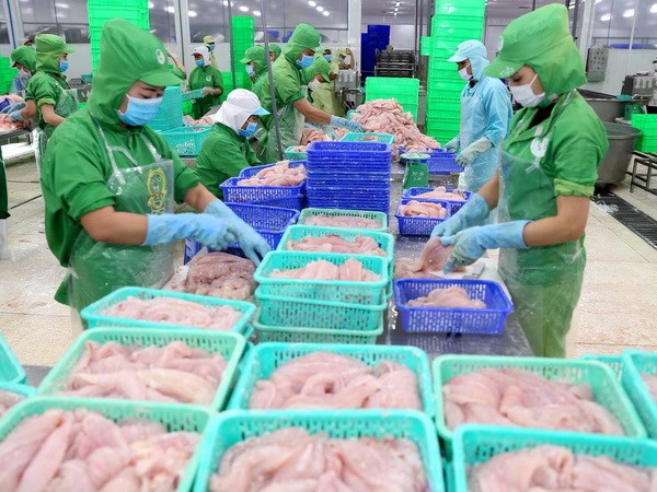 Khó khăn xuất khẩu cá tra ở các thị trường truyền thống Chế biến cá tra xuất khẩu. (Ảnh: Vũ Sinh/TTXVN)
