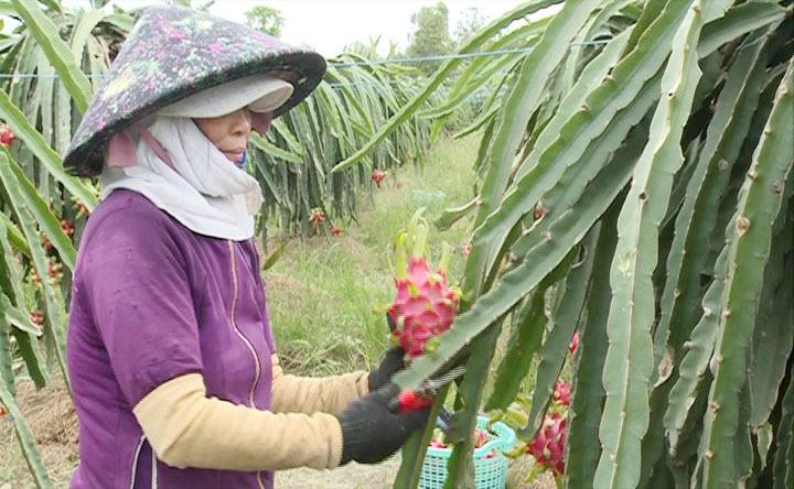 Thanh long ruột đỏ bán với giá 40.000-44.000 đồng/kg