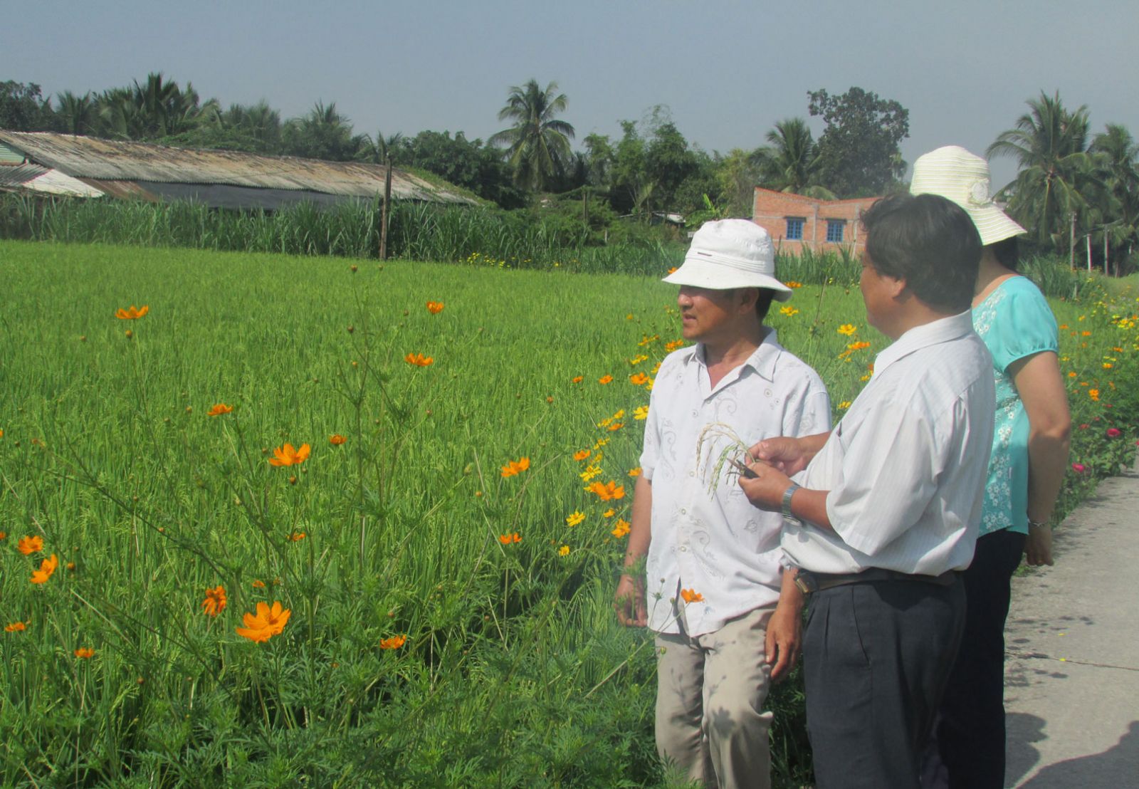 Hi-tech applied rice farming models bring high efficiency