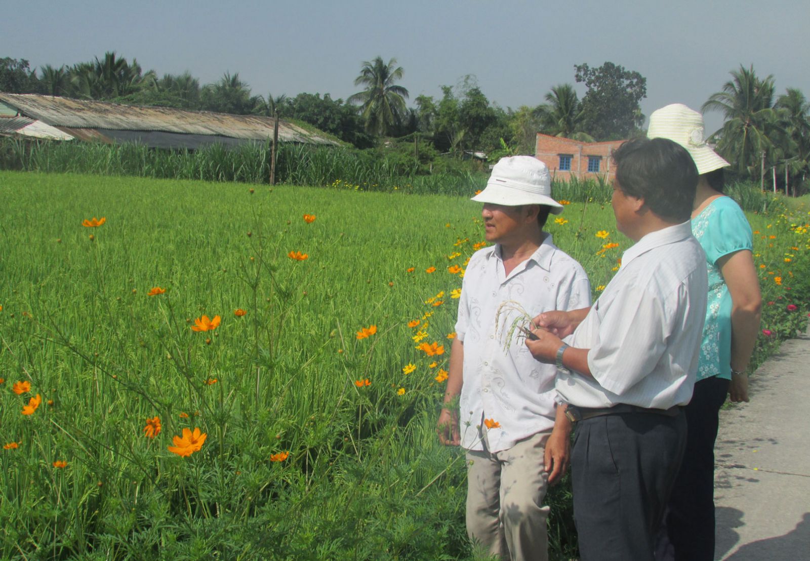 Hi-tech applied rice farming meets with difficulties in Long An Hi-tech applied rice farming models bring high efficiency