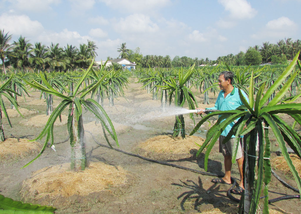 Trồng thanh long mang lại hiệu quả kinh tế cao