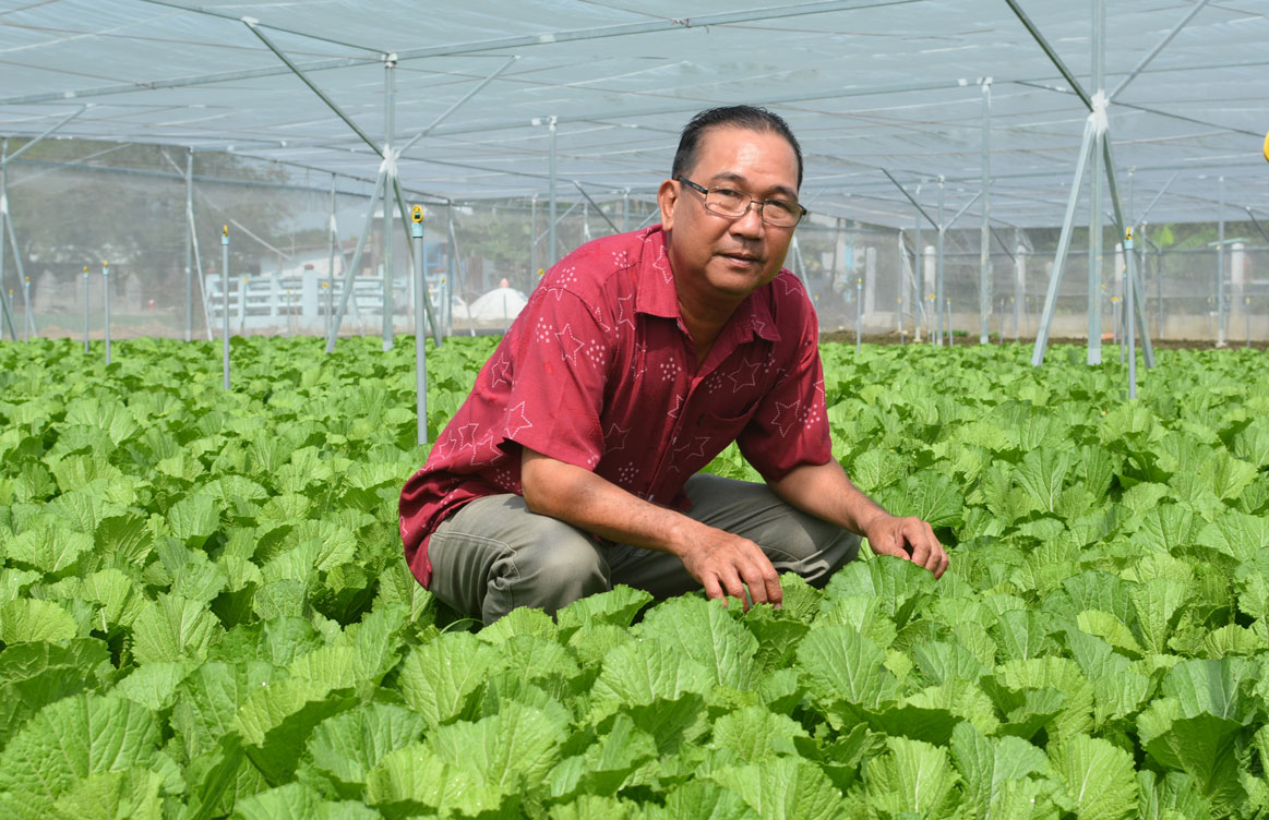 Ông Trần Tiết Giao, ngụ ấp Long Giêng, xã Phước Hậu, mạnh dạn đầu tư trồng rau ứng dụng công nghệ cao