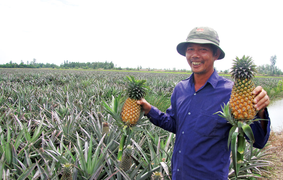 Cây khóm mang lại lợi nhuận cao cho nông dân xã Tân Tây, huyện Thạnh Hóa