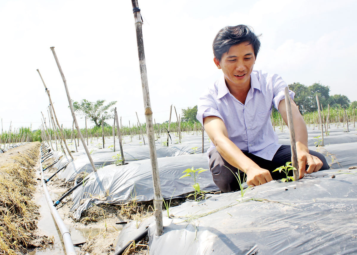 Anh Nguyễn Duy Thanh  kiểm tra hệ thống tưới nhỏ giọt trên ruộng ớt  của mình