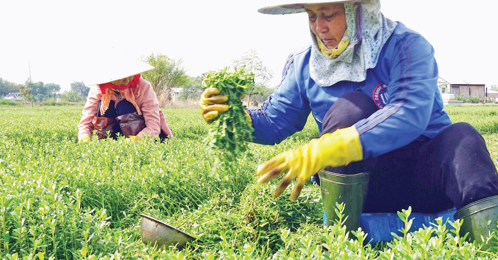 Nhờ trồng rau màu đạt hiệu quả kinh tế, nhiều nông dân xã Mỹ Lộc có cuộc sống ổn định, góp phần xây dựng và giữ vững danh hiệu xã văn hóa