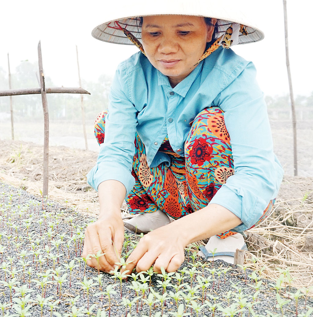 Năm nay thời tiết lạnh hơn nên thay vì xuống giống vào đầu tháng 11 âm lịch, nông dân gieo vạn thọ sớm hơn vài ngày để bảo đảm hoa trổ đúng dịp tết