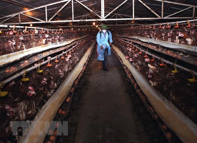 Triển khai ngăn chặn virus cúm A/H7N9 xâm nhiễm vào Việt Nam