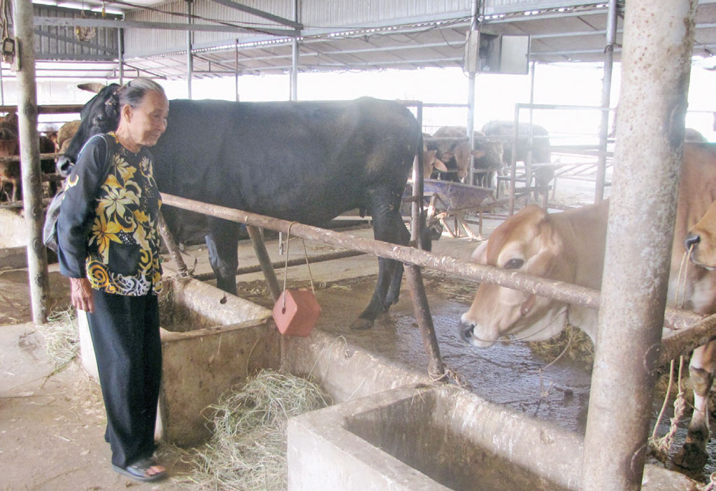 Bà Võ Thị Hà chăn nuôi bò thịt quy mô lớn, hướng đến ứng dụng công nghệ cao