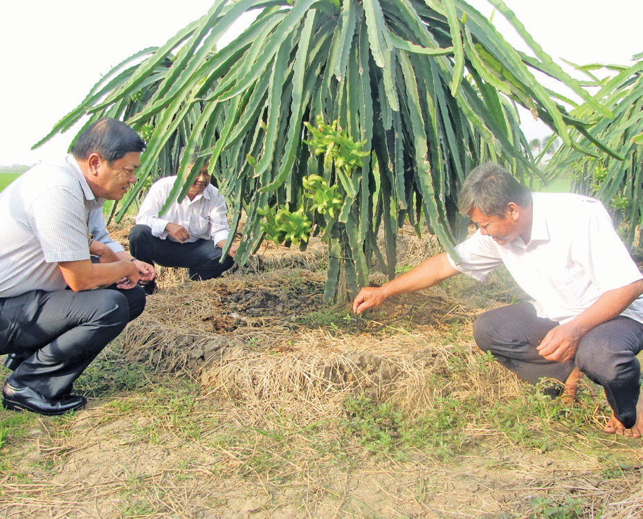 Chủ tịch UBND huyện Tân Trụ - Trần Văn Đốc (bìa trái)tham quan mô hình tưới nhỏ giọt cho thanh long tại hộ ông Ngô Văn Nhàn, ngụ ấp Bình Điện, xã Bình Tịnh