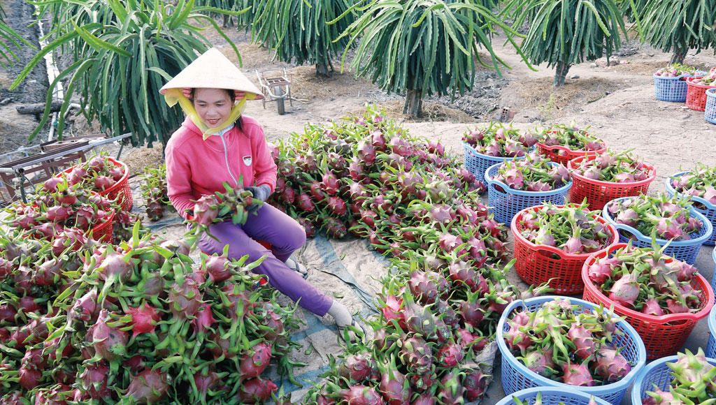 Châu Thành: Chờ mùa trái ngọt