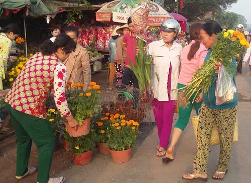 Hoa vạn thọ được người dân biên giới khá ưu chuộng chưng trong dịp tết