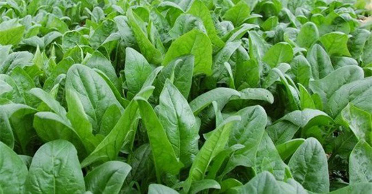 Thuốc quý trong nhà trị bệnh ngày Tết Cải bó xôi vừa làm món ăn ngon vừa có giá trị y học cao