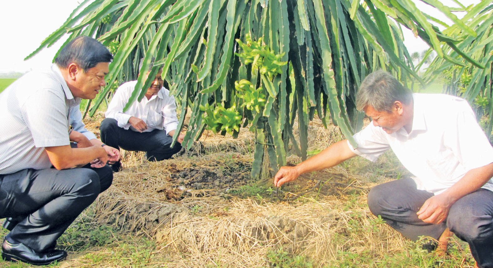 Tan Tru District boosts sustainable hi-tech agricultural farming