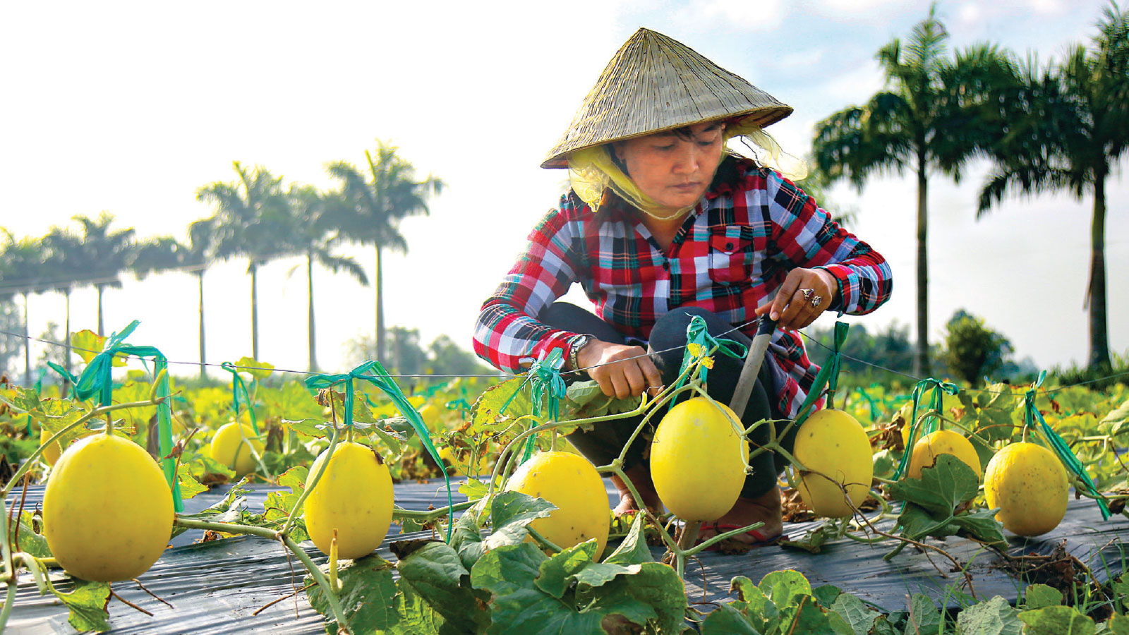 Tan Tru District boosts sustainable hi-tech agricultural farming