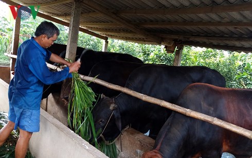 Mô hình nuôi bò sữa của nông dân tỉnh Tiền Giang