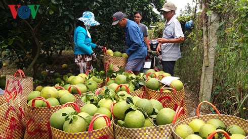 Bưởi da xanh - loại trái cây cho hiệu quả kinh tế cao đang phát triển tại tỉnh Tiền Giang.
