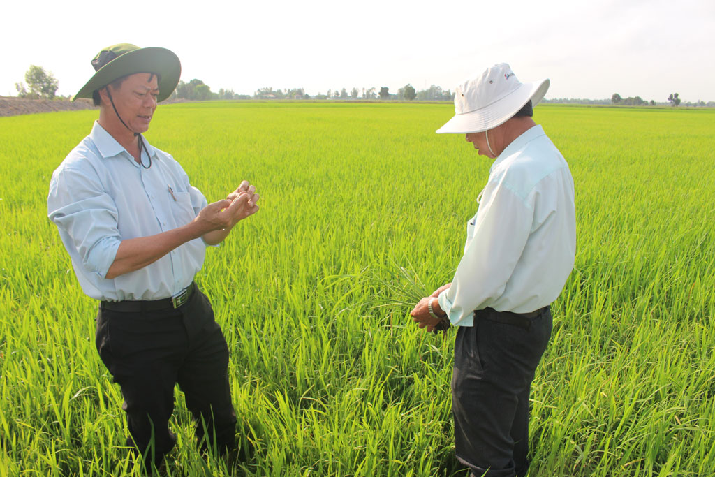 Trên 20.000ha lúa Đông Xuân nhiễm sâu năn Nhiều diện tích bị nhiễm sâu năn