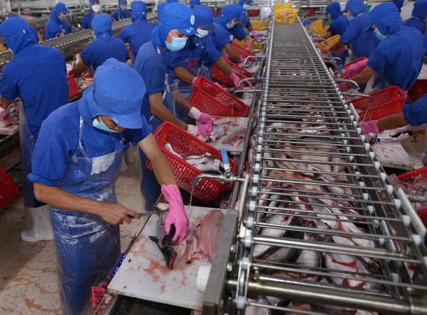 Làm gì để nâng cao giá trị nông sản Việt Nam sau thu hoạch Chế biến cá tra xuất khẩu. (Ảnh: Vũ Sinh/TTXVN)