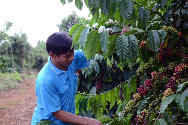 Nhiều giống càphê mới có năng suất, chất lượng cao hơn so với giống cũ được đưa vào trồng đại trà. (Ảnh: Hưng Thịnh/TTXVN)