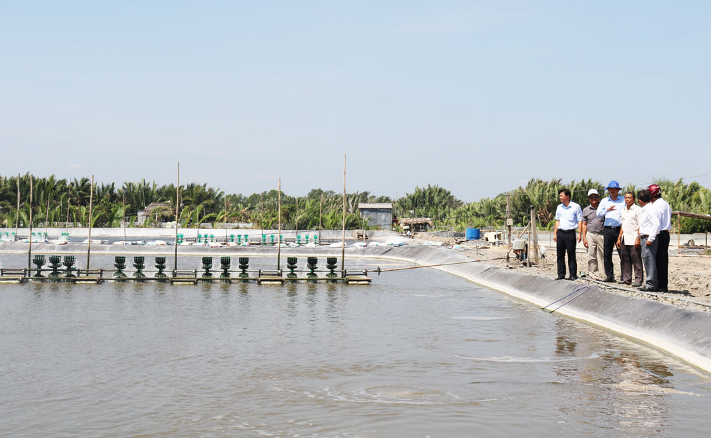 Hiệu quả từ nuôi tôm ứng dụng công nghệ mới