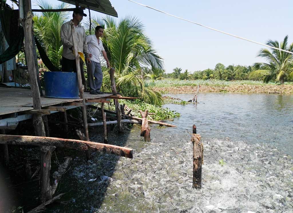 Mô hình nuôi cá bước đầu mang lại hiệu quả, giúp gia đình anh Trần Hoàng Em tăng thêm thu nhập