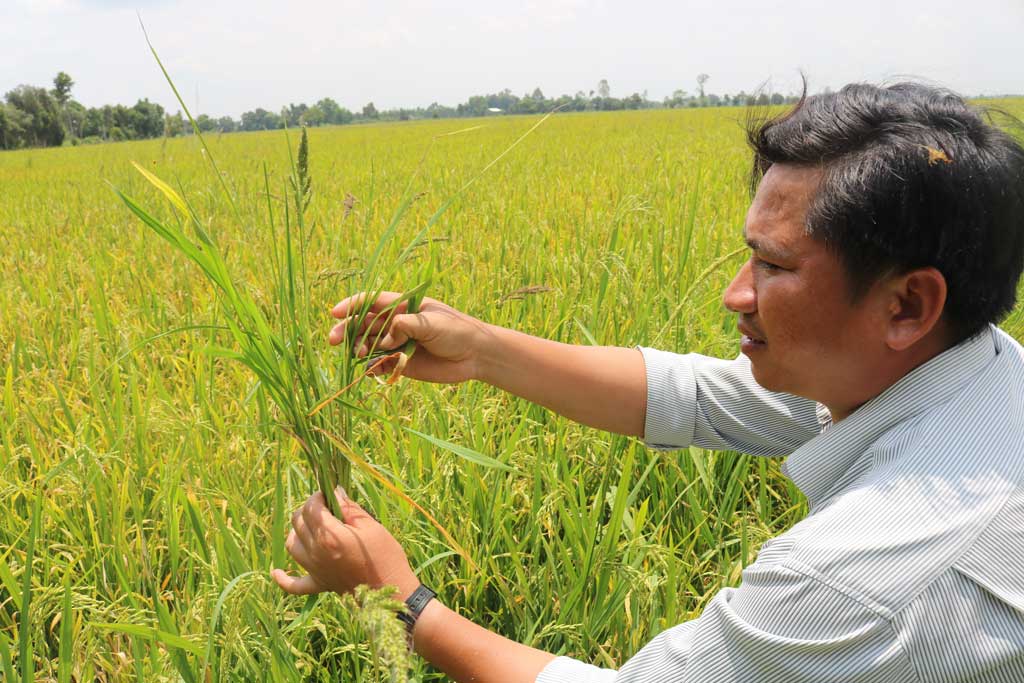 Nông dân xã Tuyên Thạnh, thị xã Kiến Tường buồn bã chứng kiến lúa bị nhiễm sâu năn