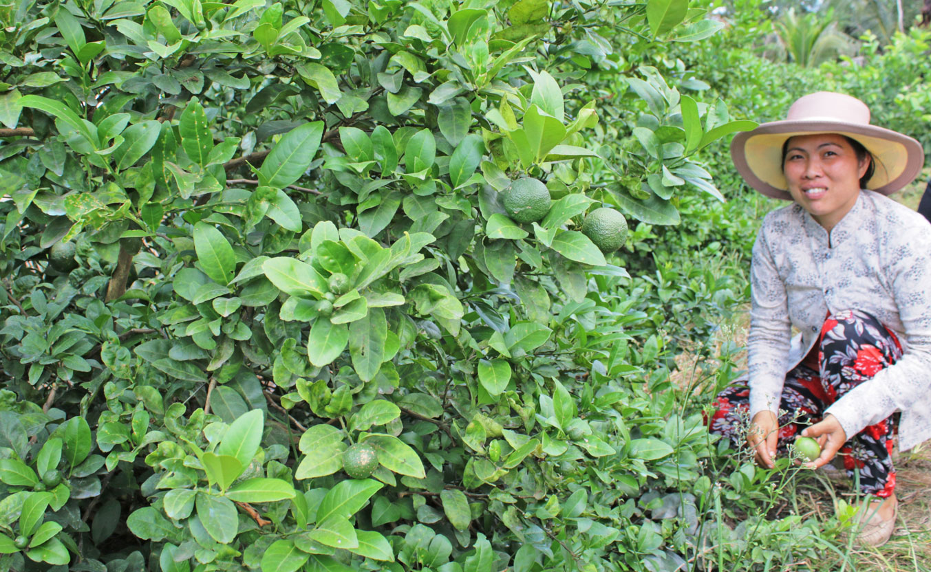 Chị Lưu Thị Thảo chăm sóc vườn chanh