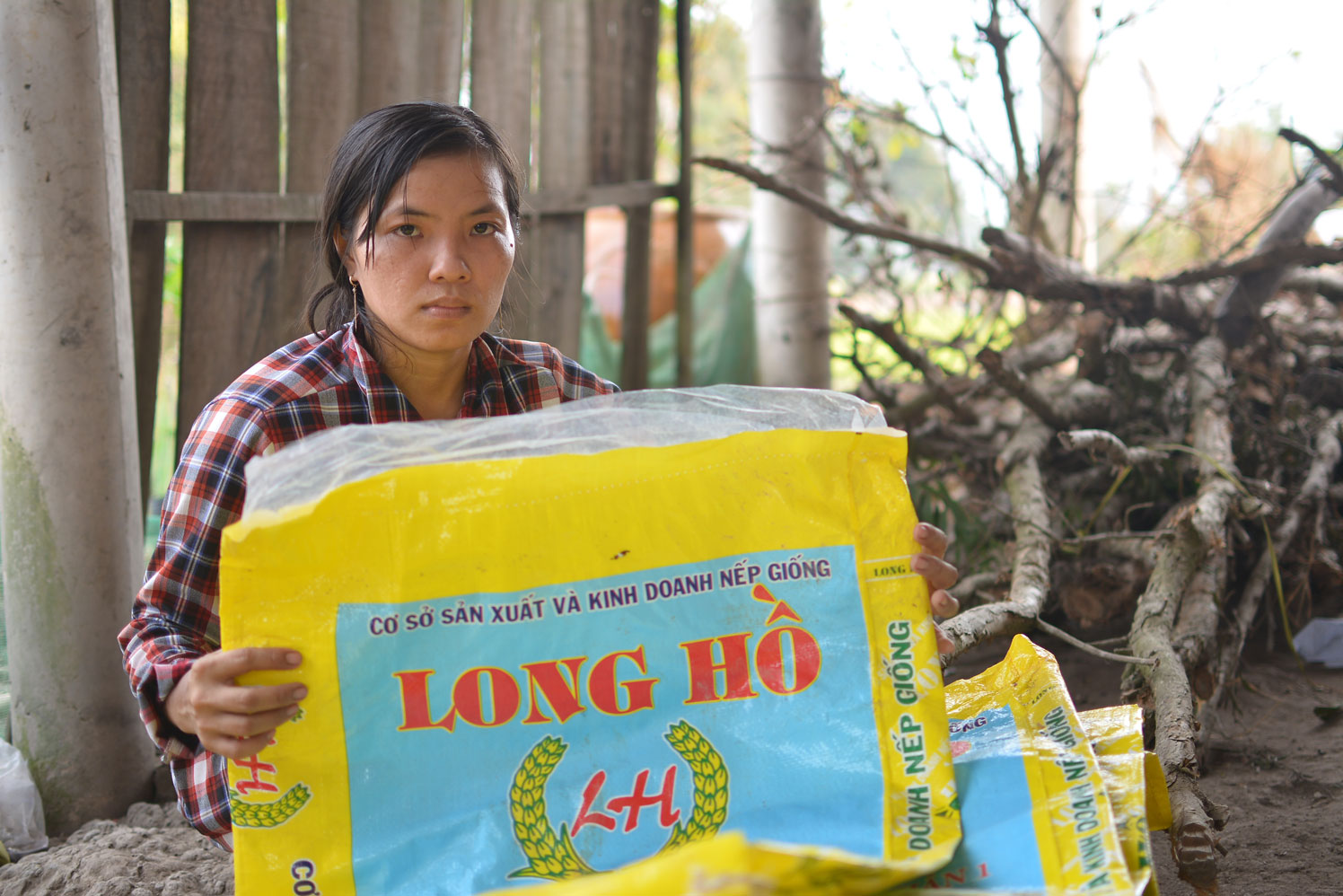 Gia đình anh Lê Văn Phước, ngụ ấp Hải Hưng, xã Nhơn Hòa, mua phải  giống lúa kém chất lượng của Cơ sở Sản xuất và Kinh doanh nếp giống Long Hồ