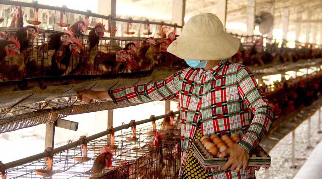 Người nuôi thu trứng gà tại trang trại của một thành viên Hợp tác xã Ao Gòn