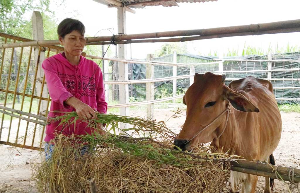 Nhờ được hỗ trợ bò giống, bà Lê Thị Ngạch (56 tuổi), ngụ ấp Hậu Hòa, có điều kiện vươn lên thoát nghèo