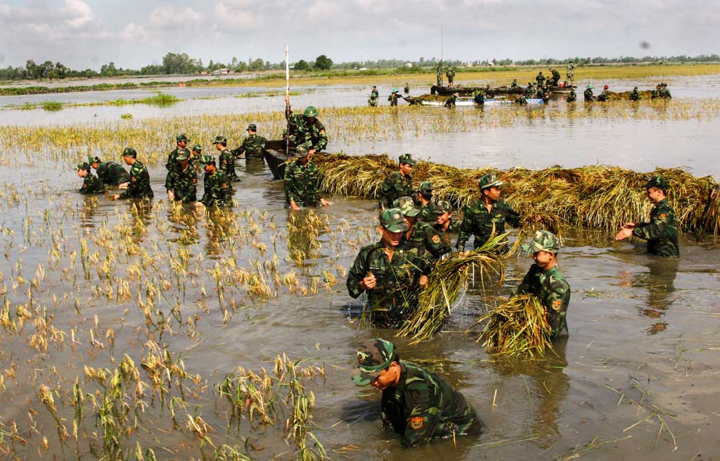 Cán bộ chiến sĩ Tiểu đoàn Huấn luyện - Cơ động Bộ đội Biên phòng tỉnh lao đông giúp dân thu hoạch lúa chạy lũ