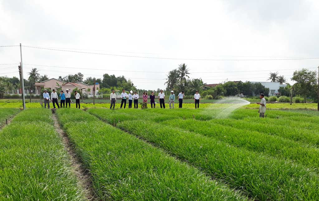 Mô hình sản xuất, kinh doanh giỏi xuất hiện ngày càng nhiều