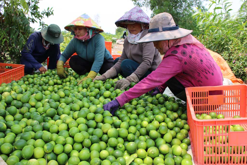 Từ phong trào Nông dân thi đua sản xuất, kinh doanh giỏi, nhiều lao động nhàn được tạo việc làm, có thu nhập ổn định