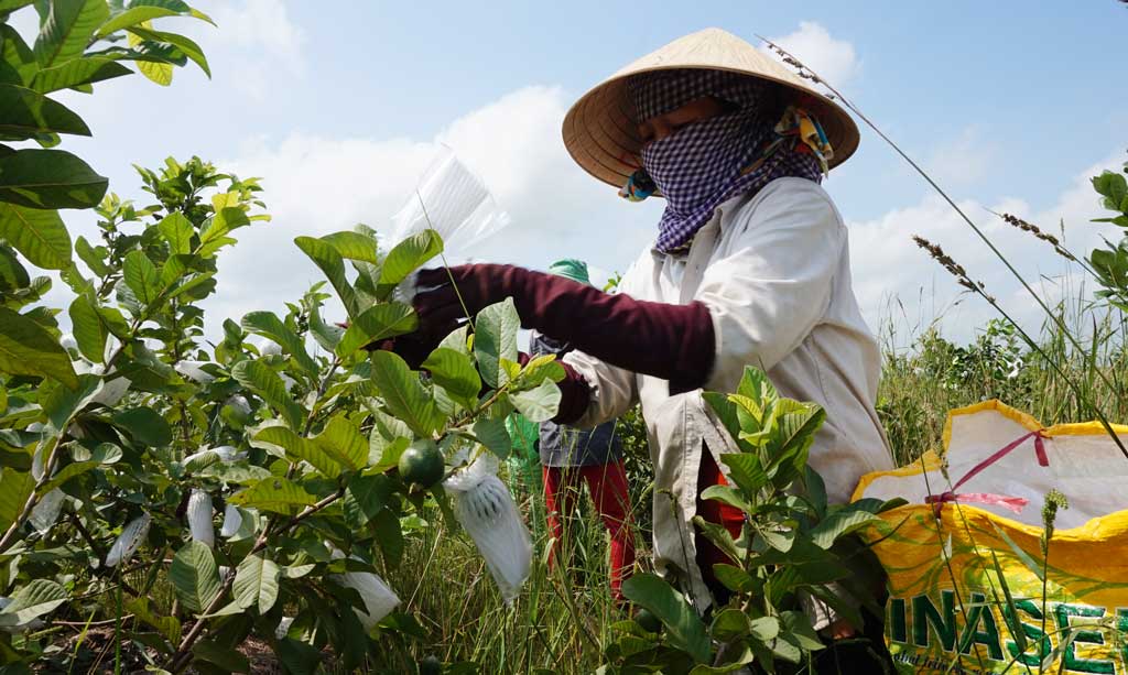 Gia đình ông Nguyễn Ngọc Minh chuyển từ trồng lúa sang trồng cây ăn trái, bước đầu mang lại hiệu quả