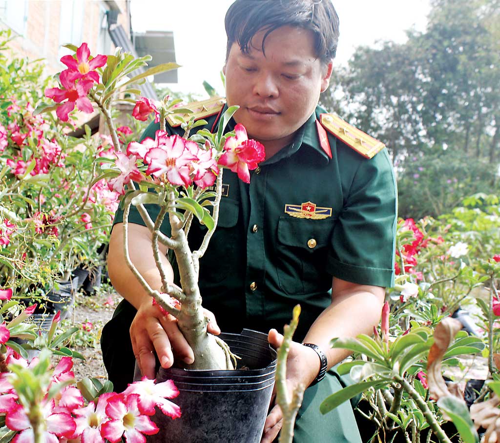 Vì là quân nhân, ít có thời gian trống nên anh Võ Thành Triệu sử dụng vốn vay trồng mai và sứ, 2 loại cây ít công chăm sóc