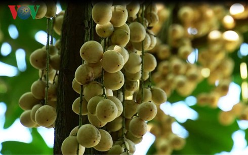 Dâu Hạ Chậu một trong những loại trái cây nổi tiếng tại huyện Phong Điền