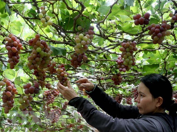 Agri-tourism development – inevitable trend