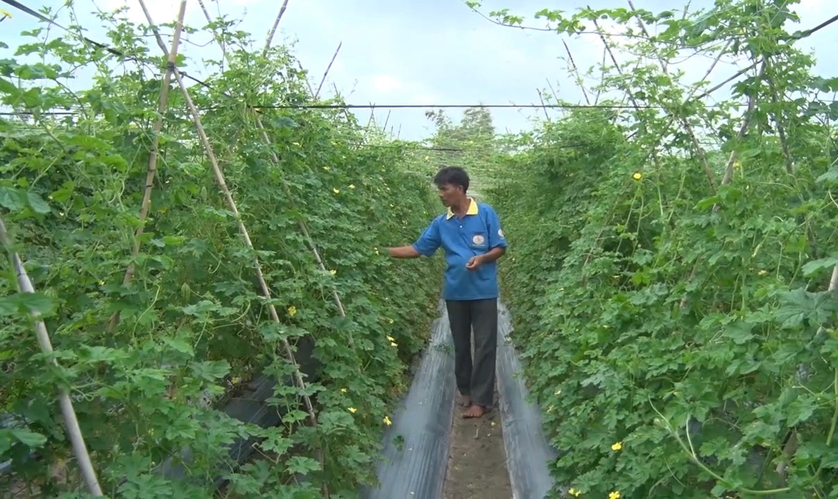 Nông dân trồng rau ứng dụng công nghệ cao ở Đức Hòa